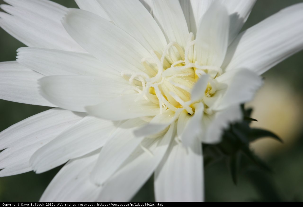 Dreamy Daisy