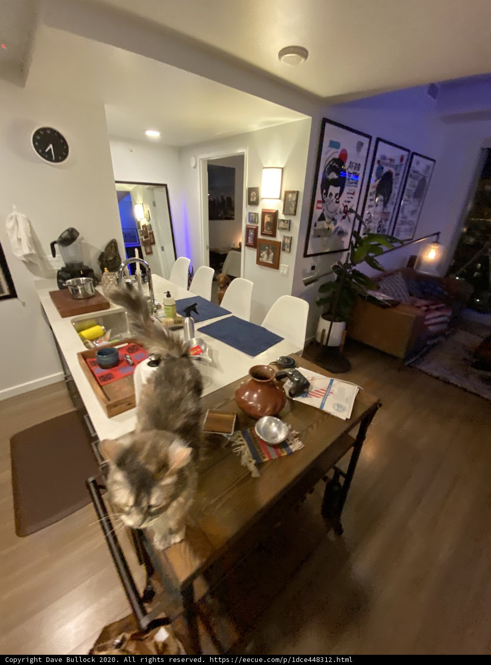 Feline Style in the Living Room