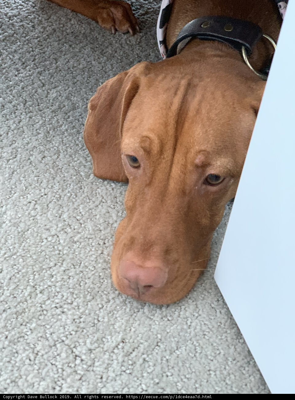 Door-side Pals