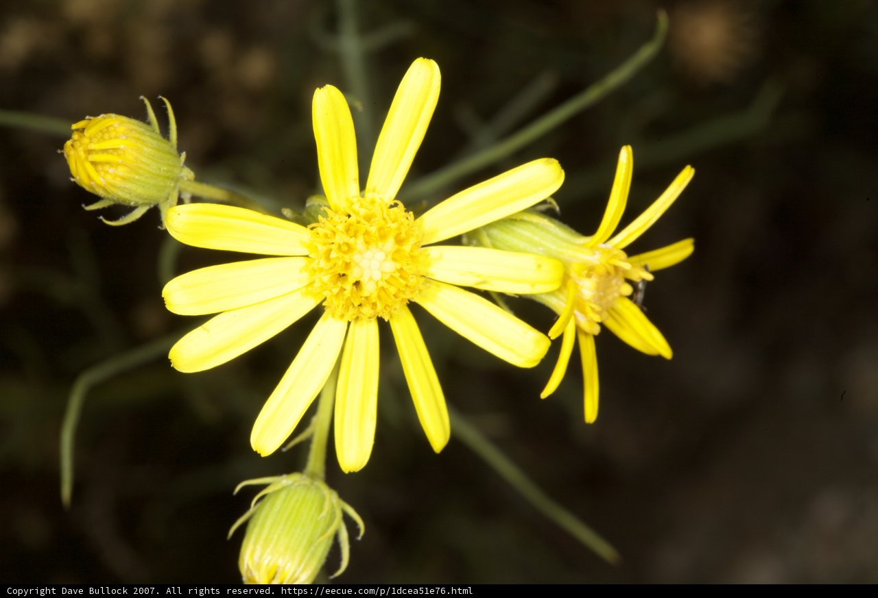 Sun-Kissed Daisies
