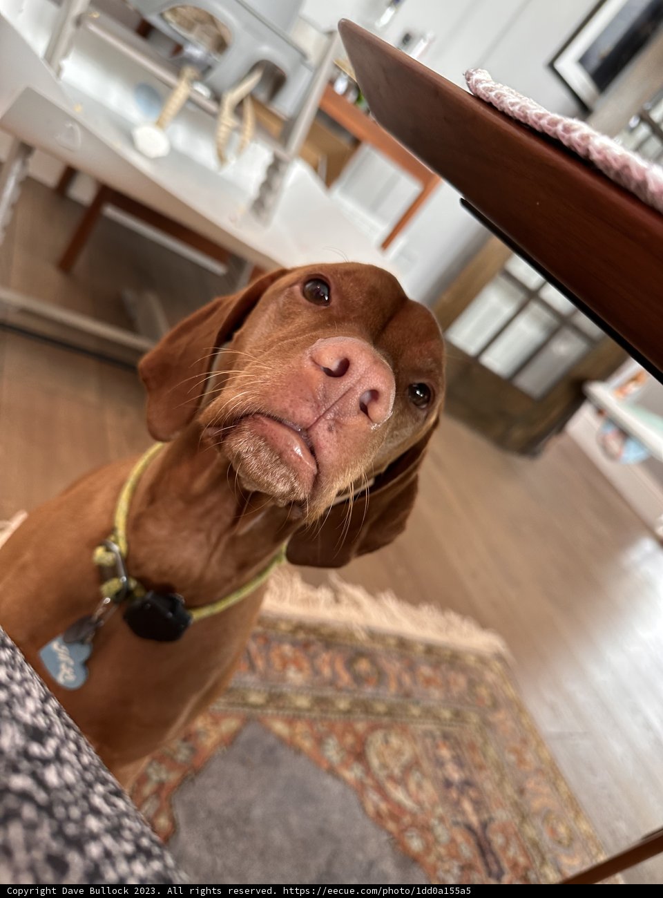 Puppy Love on Hardwood Floors