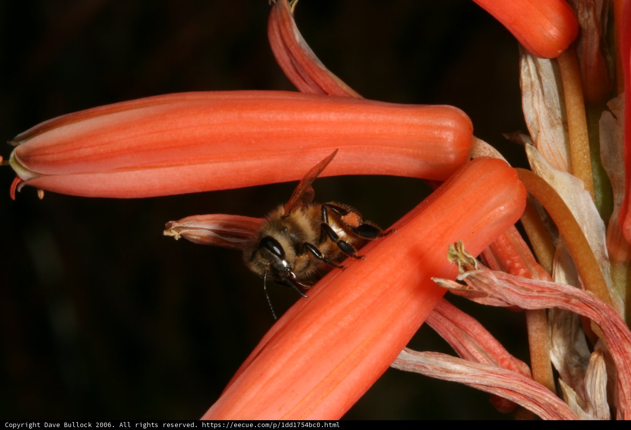 Bee in the Dark