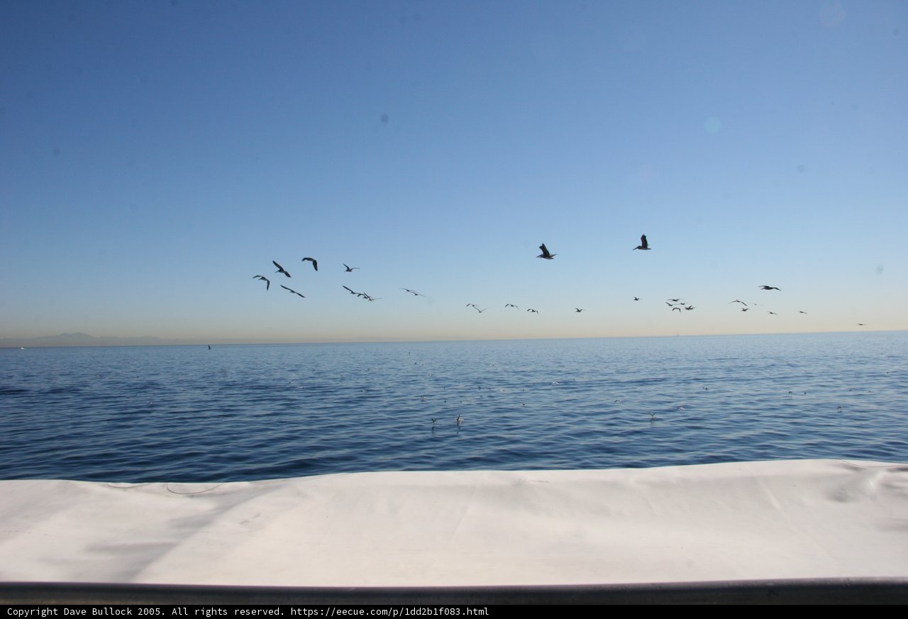 Flock of Birds Soaring over the Sparkling Ocean