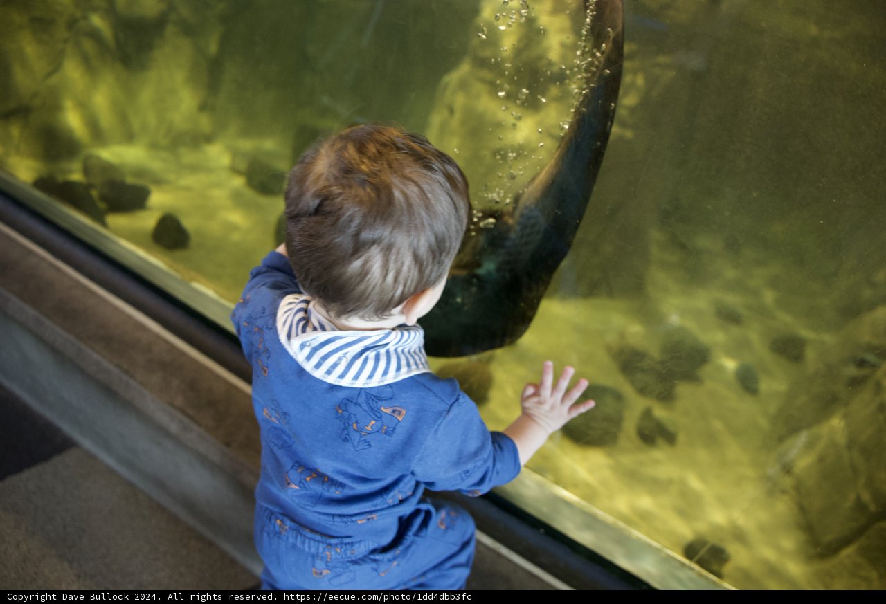 A Journey of Discovery - Aquarium of the Bay, 2024