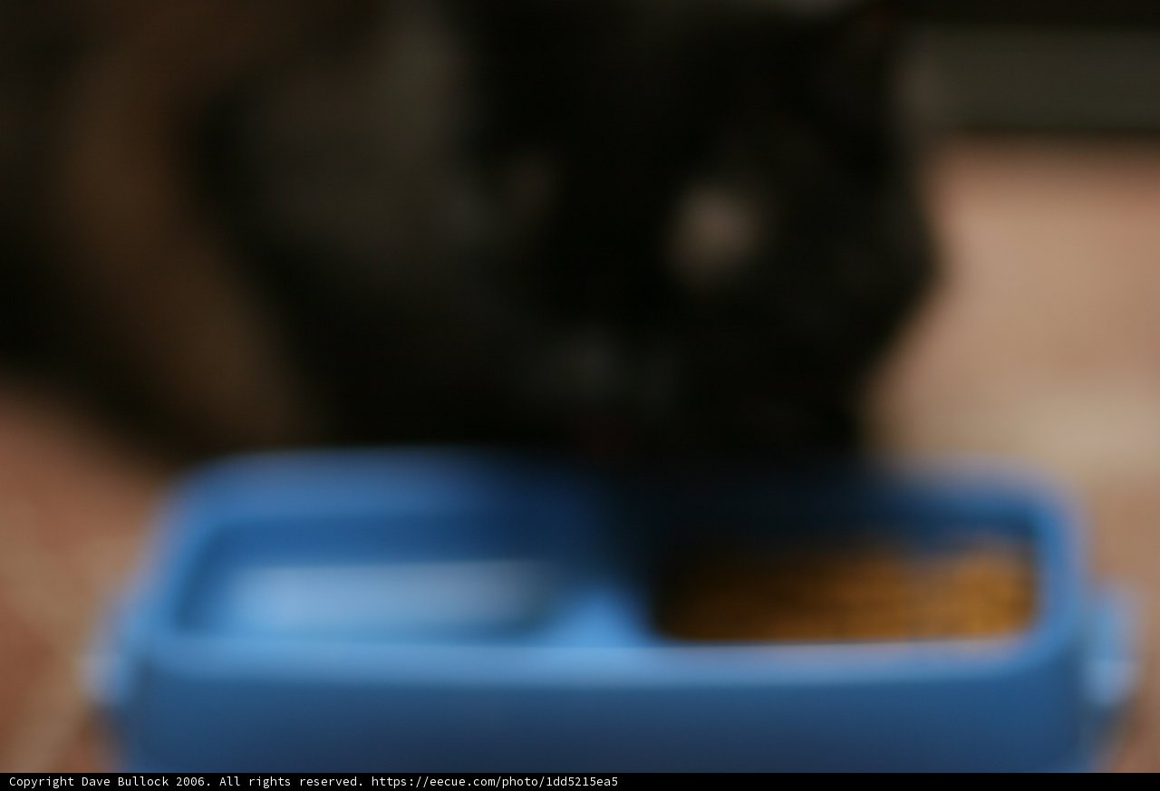 Furry Feast