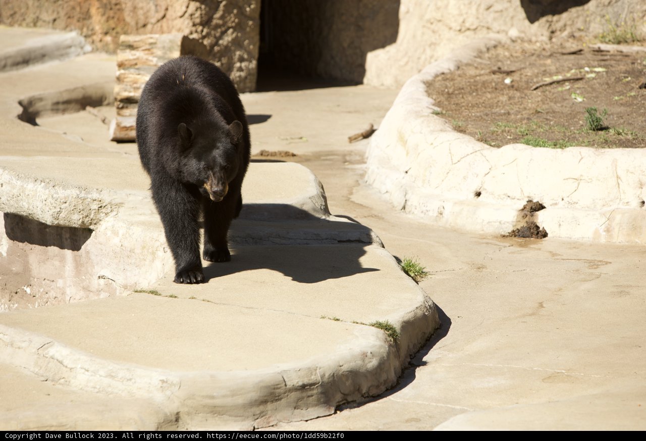 Black Bear Encounter at SF Zoo, 2023