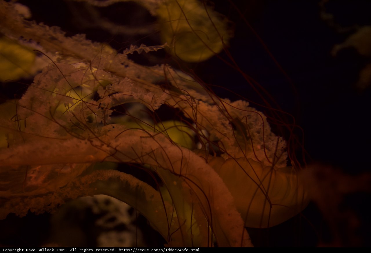 Illuminated Jellyfish in Midnight Waters