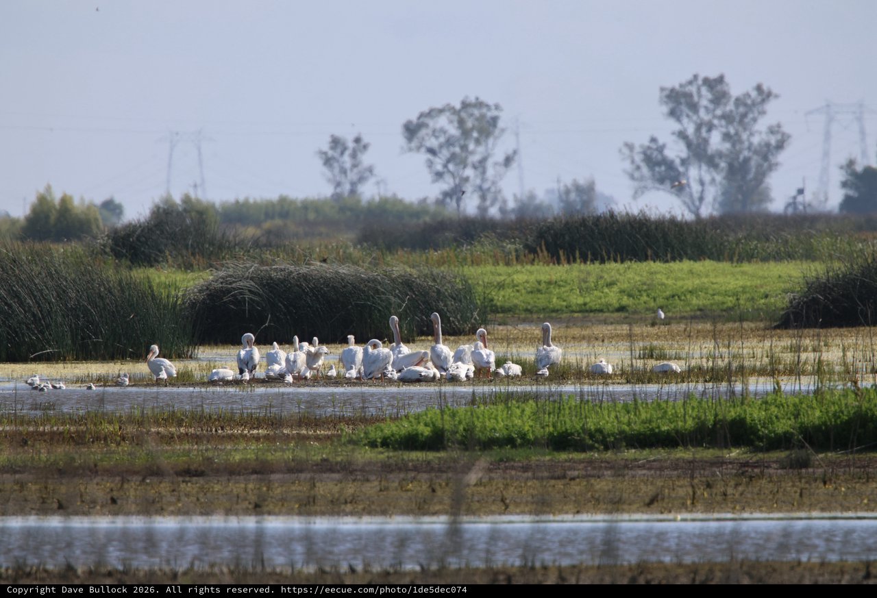 Flock of White Pelicans Resting in Wetland Waters