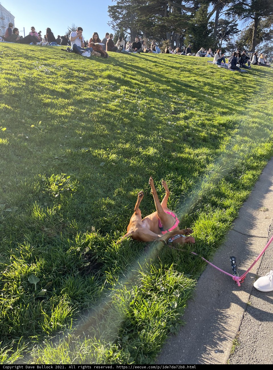 A Peaceful Pooch in Alamo Square