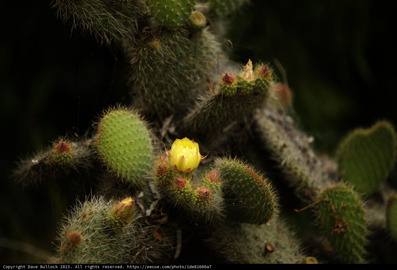 Yellow Blooms in the Desert