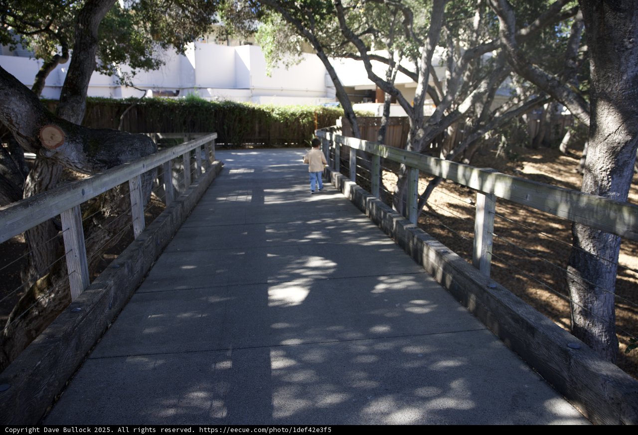 Journey Through Shadows