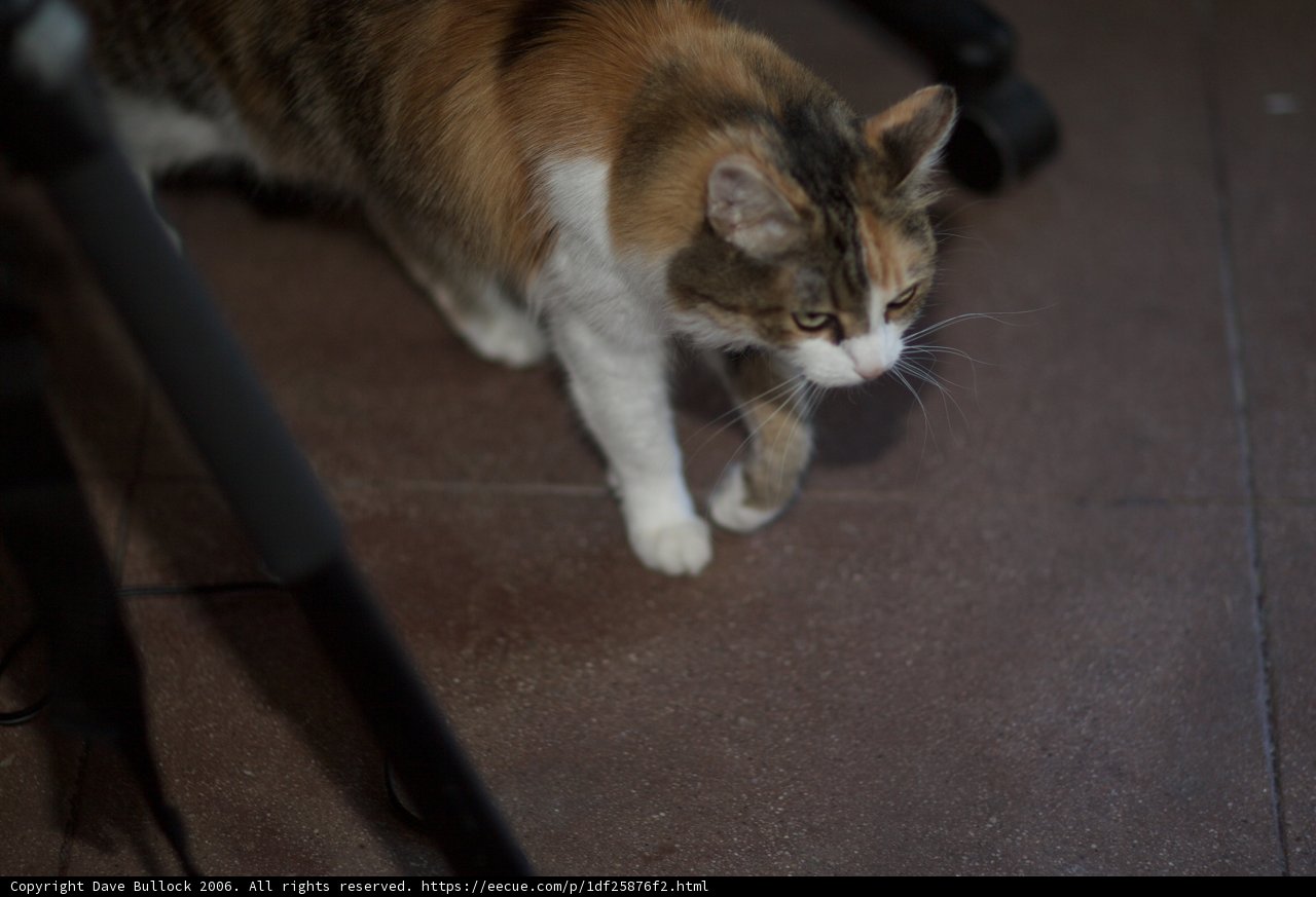 Feline Stroll
