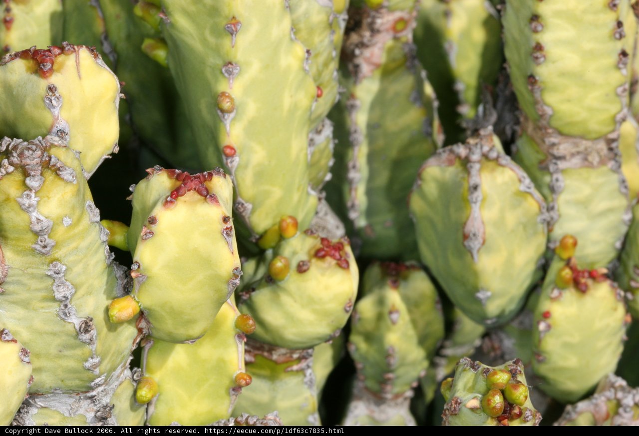 Desert Beauty