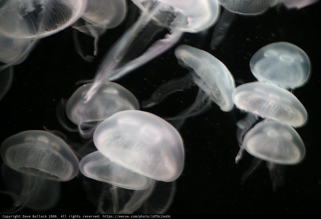 Majestic Jellyfish Underwater