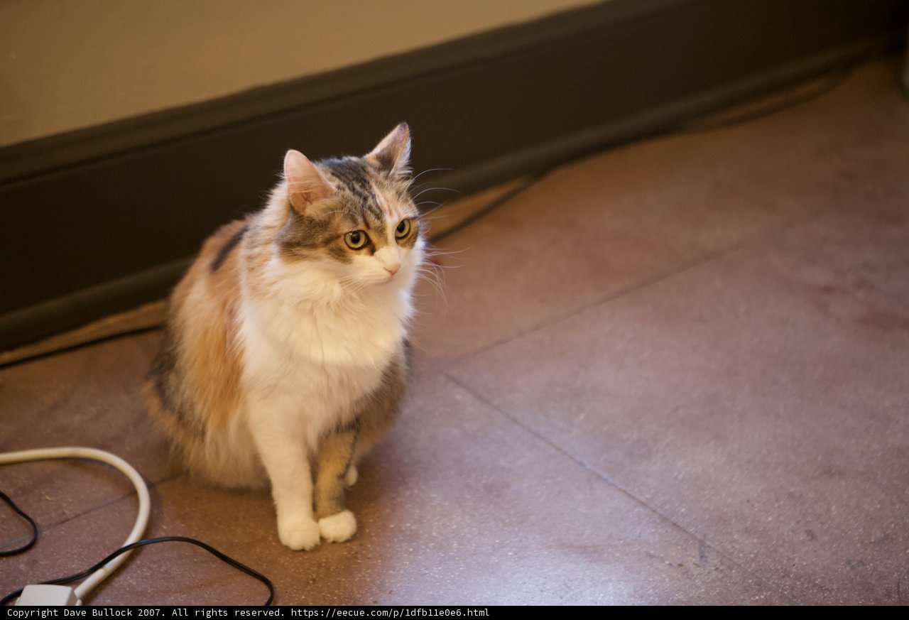 Curious Cat on Hardwood Flooring