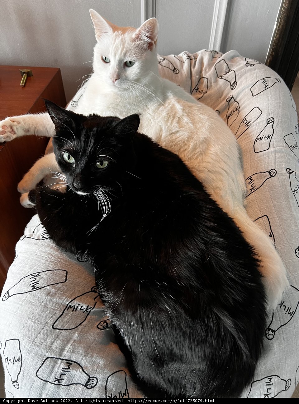 Feline Relaxation Station