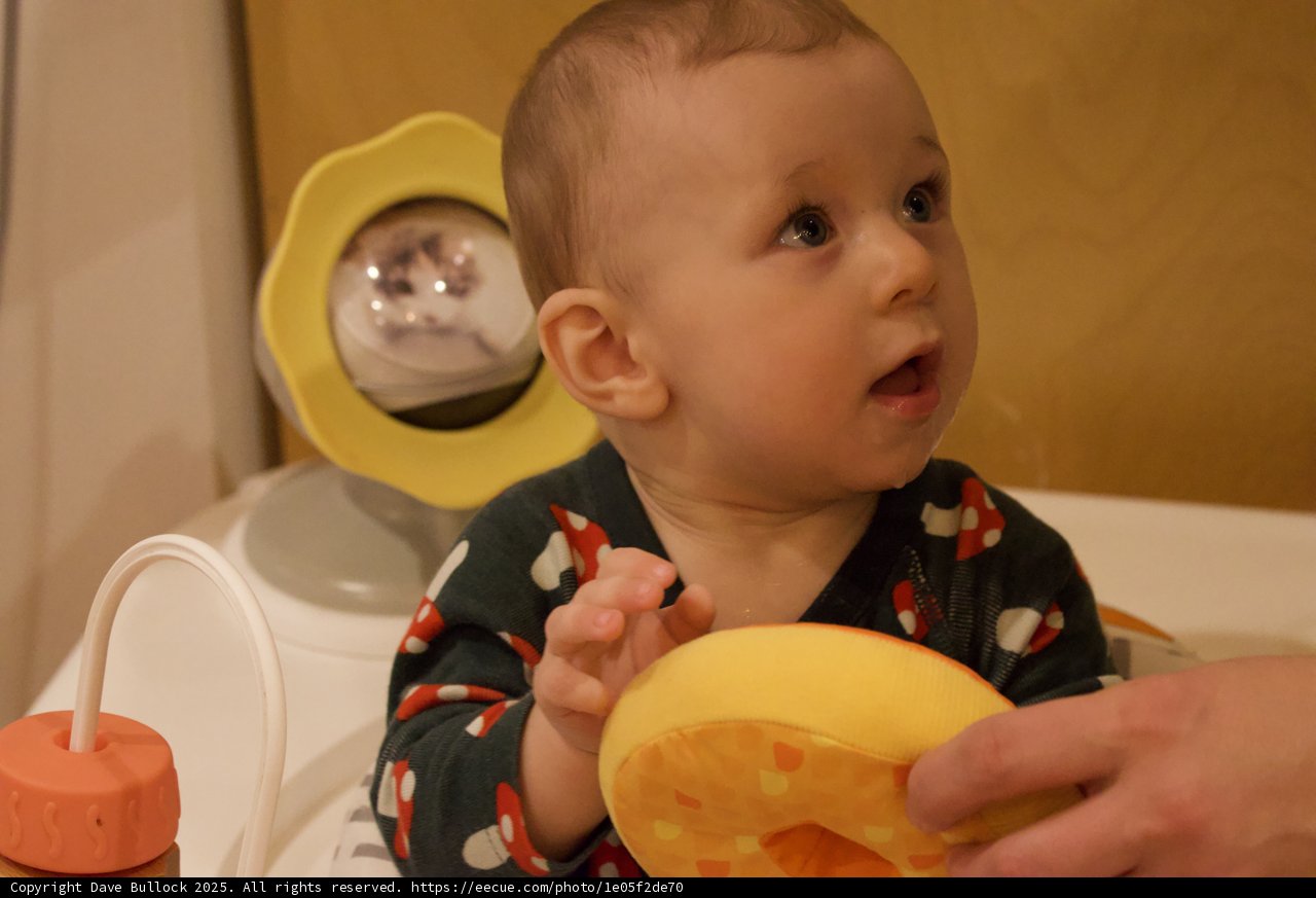Curious Glances at Dinner Time