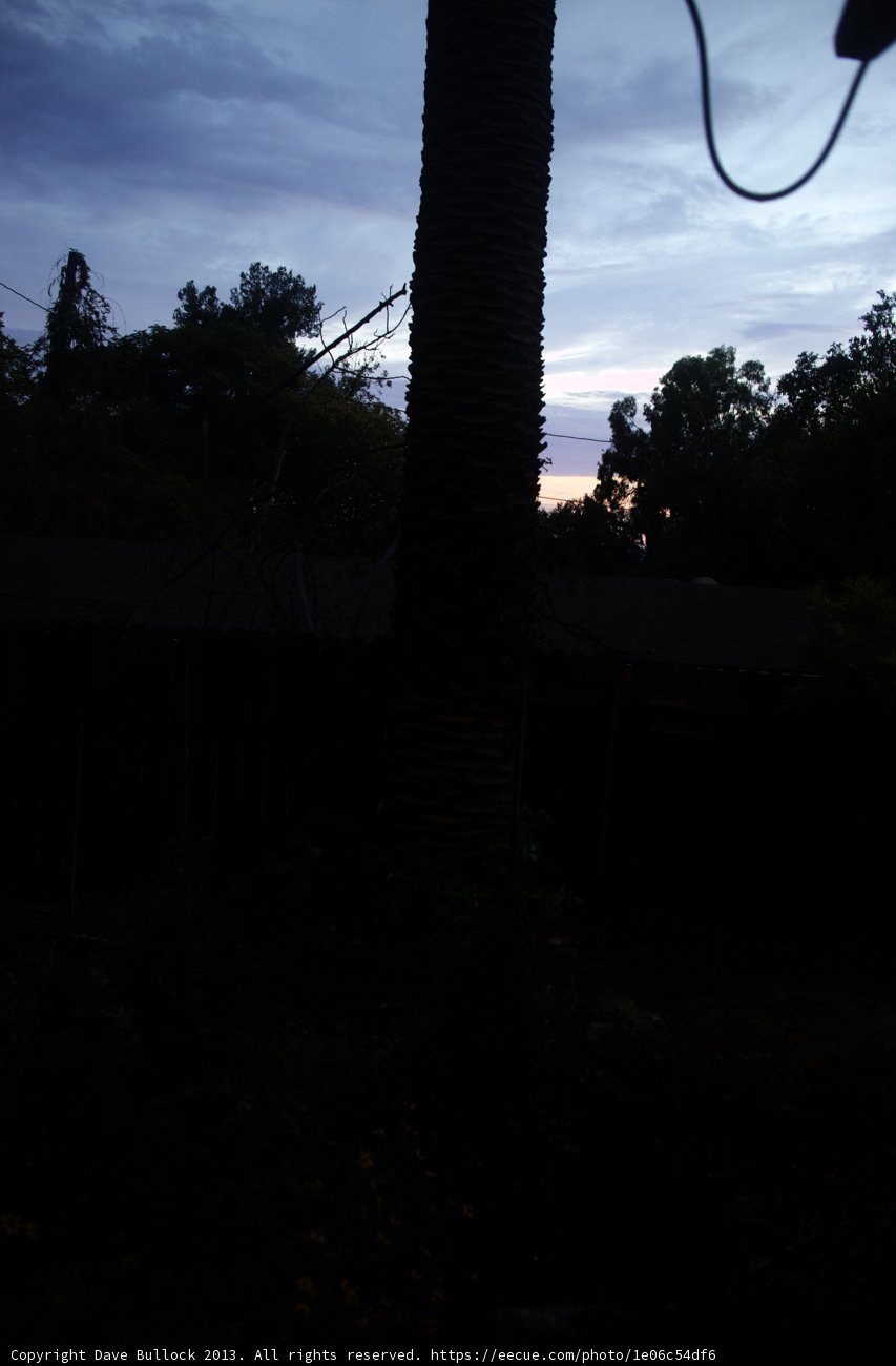 Towering Palm Tree in a Rural Garden