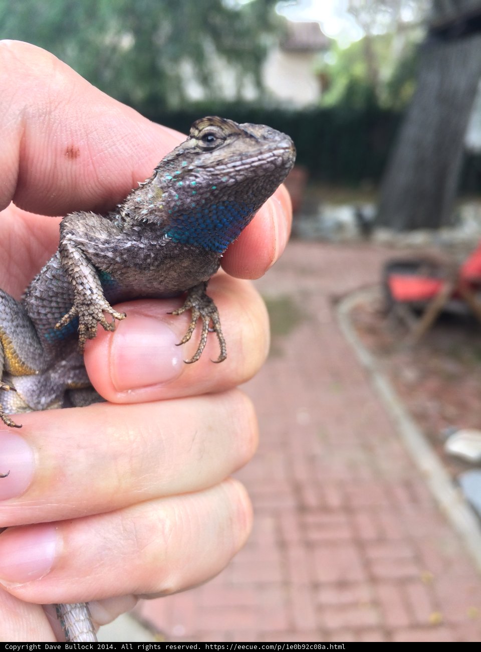 Holding a Lizard