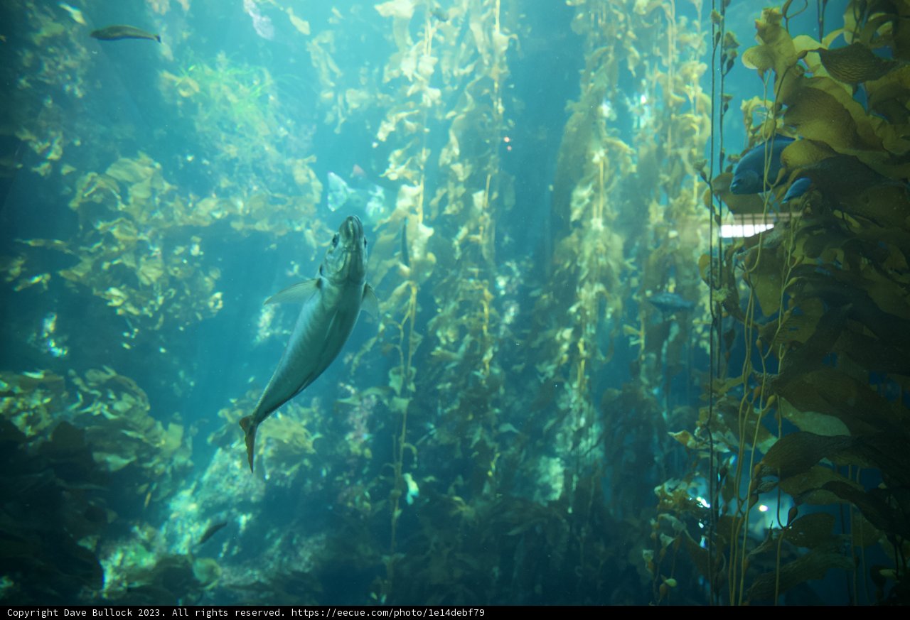 Aquatic Ballet in Monterey Bay