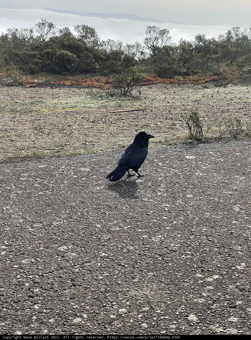 Roadside Companion