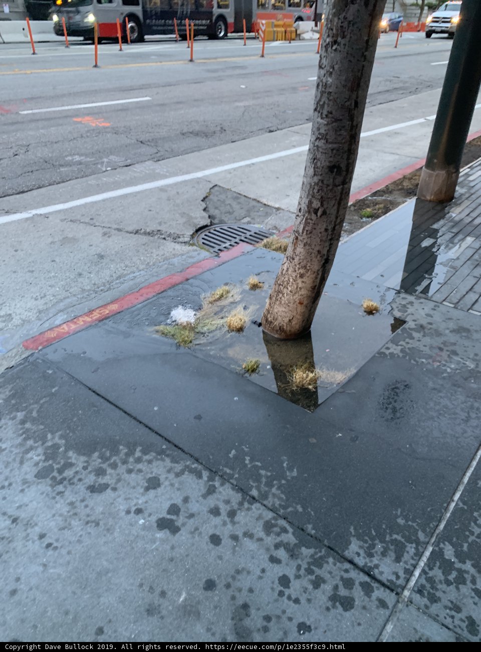Leaning Tree Along the Sidewalk