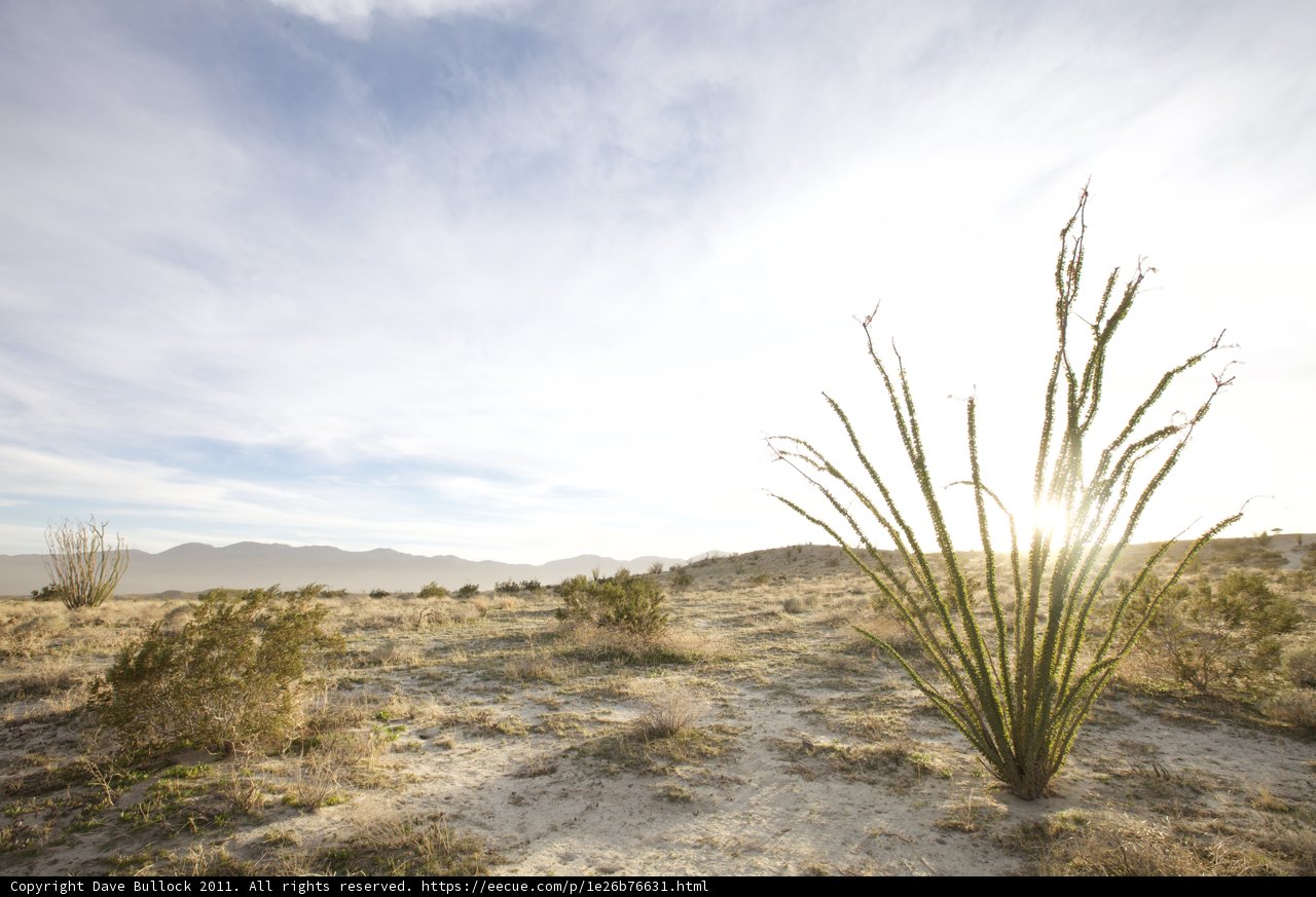 Majestic Plant in the Anza Borrego Desert