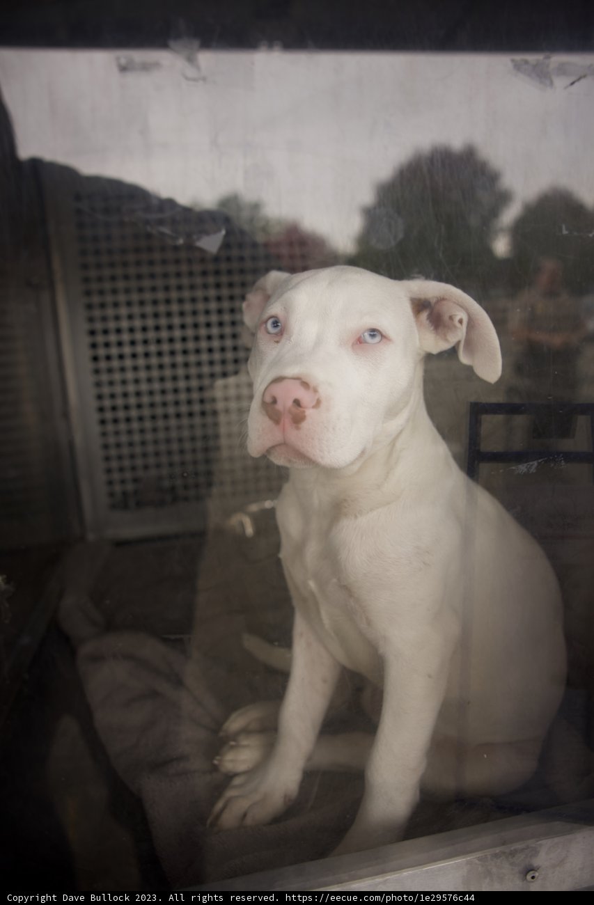 Alma's White Companion