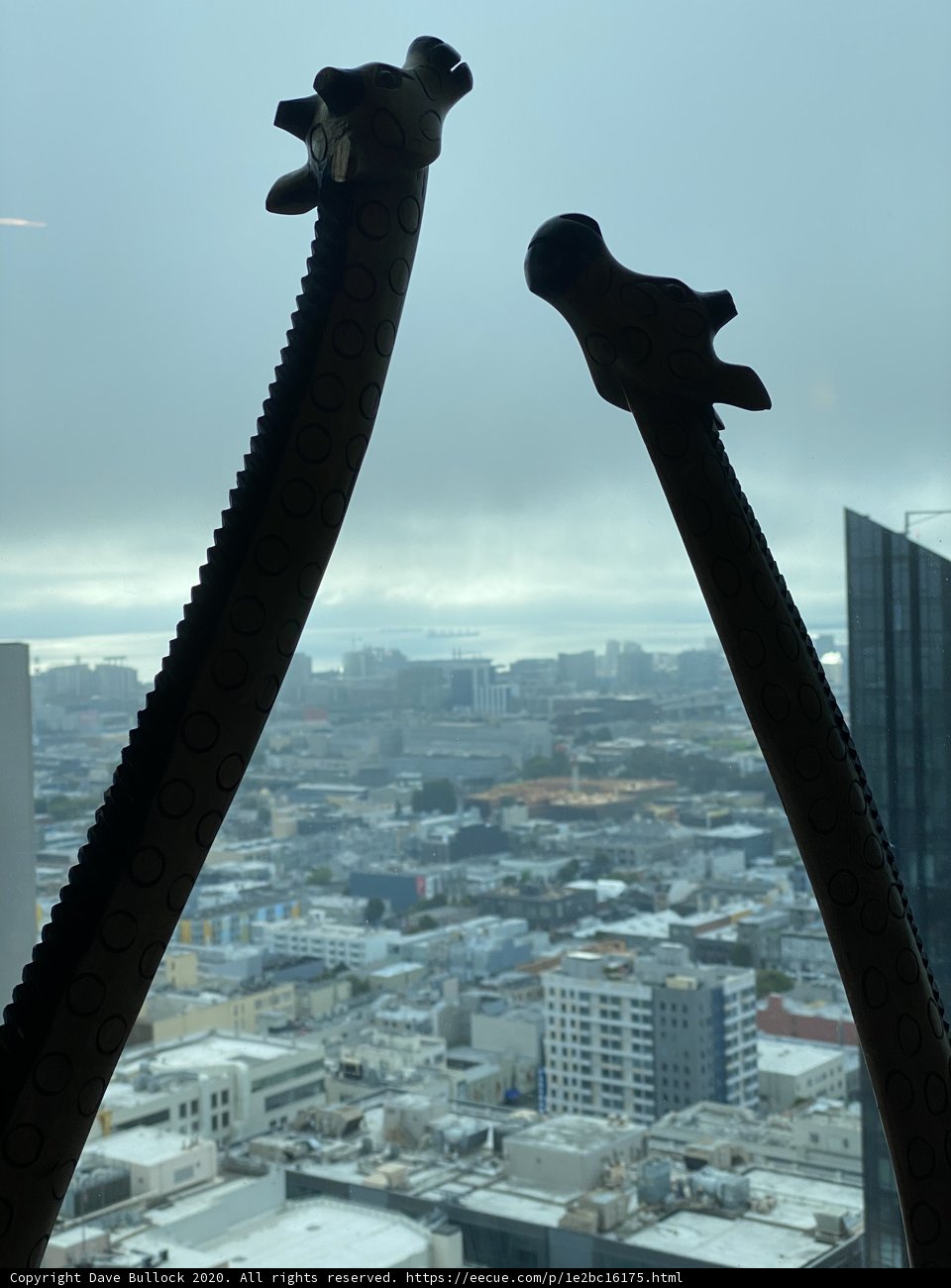 Giraffes in the Urban Jungle