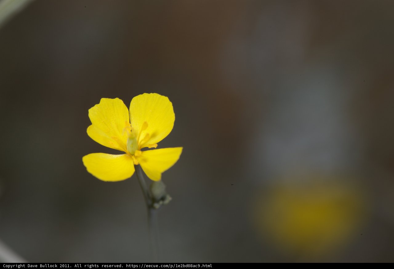 Solitary Beauty
