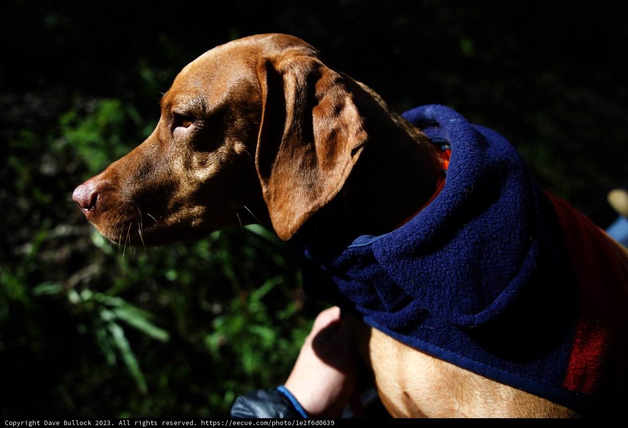 Stylish Pup in Tilden Regional Park