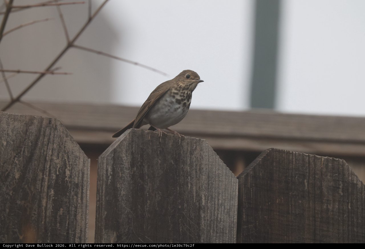 Hermit Thrush Perched on Weathered Wooden Fence