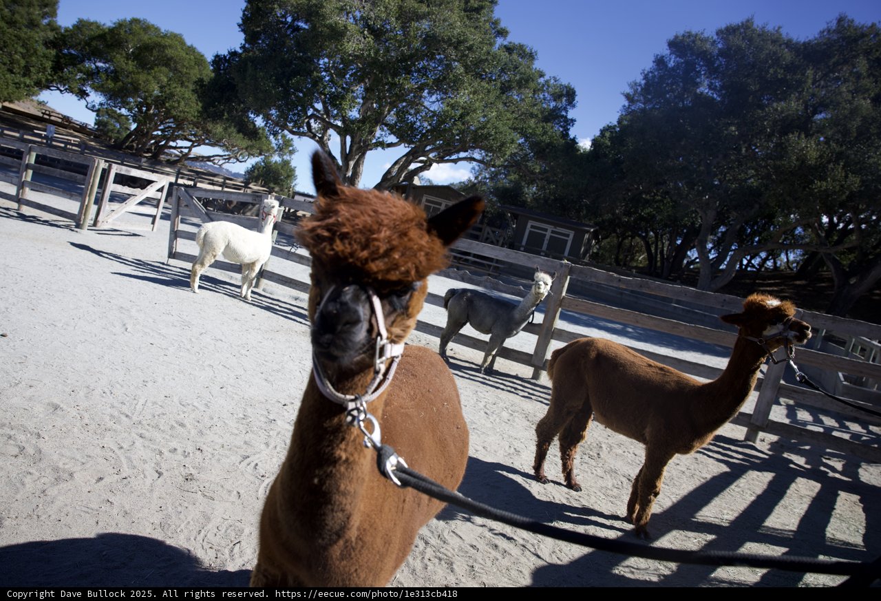 Llamas in the Valley Sun