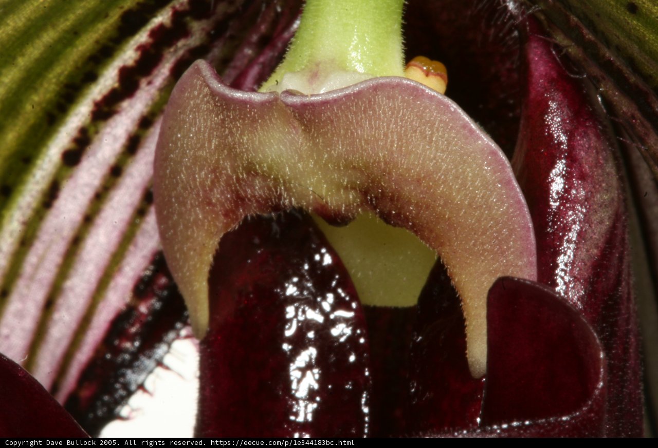 The Alluring Orchid