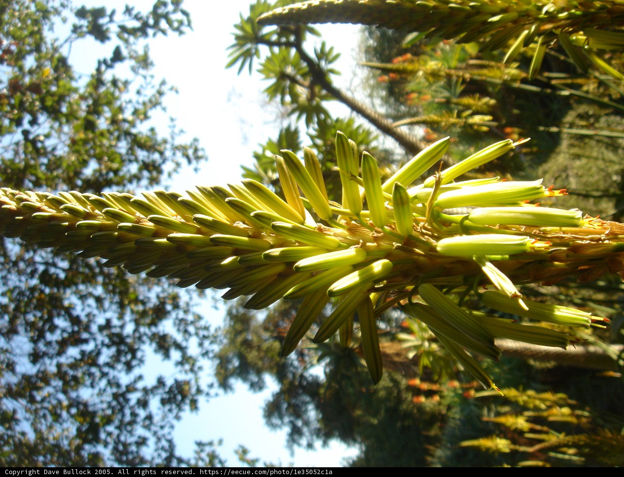 The Green Conifer Plant