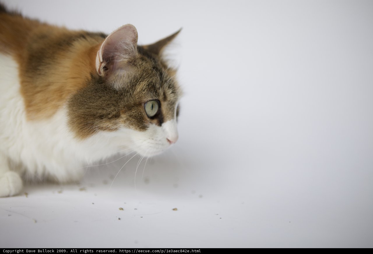 Feline Curiosity