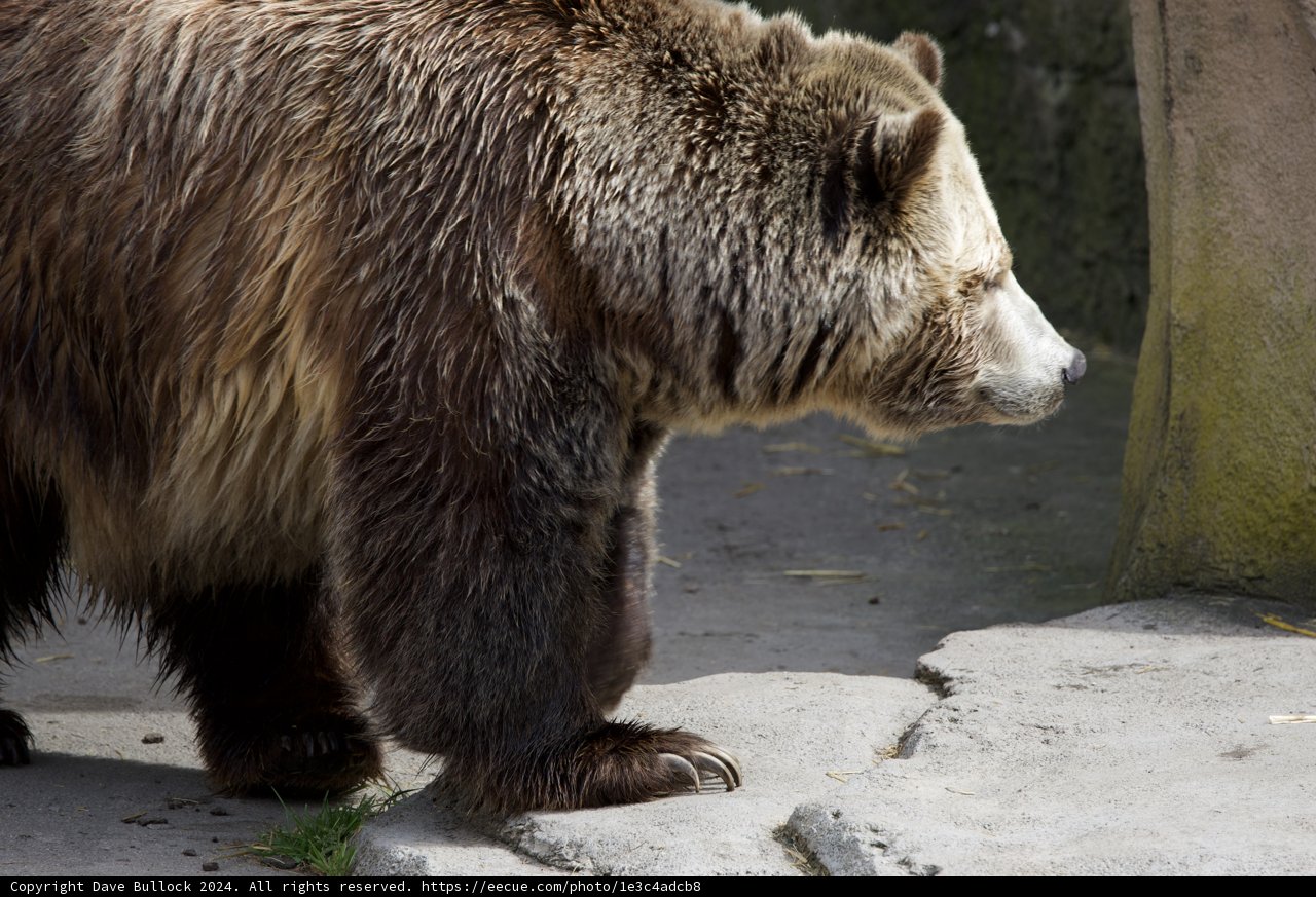 Majestic Brown Bear Crossing