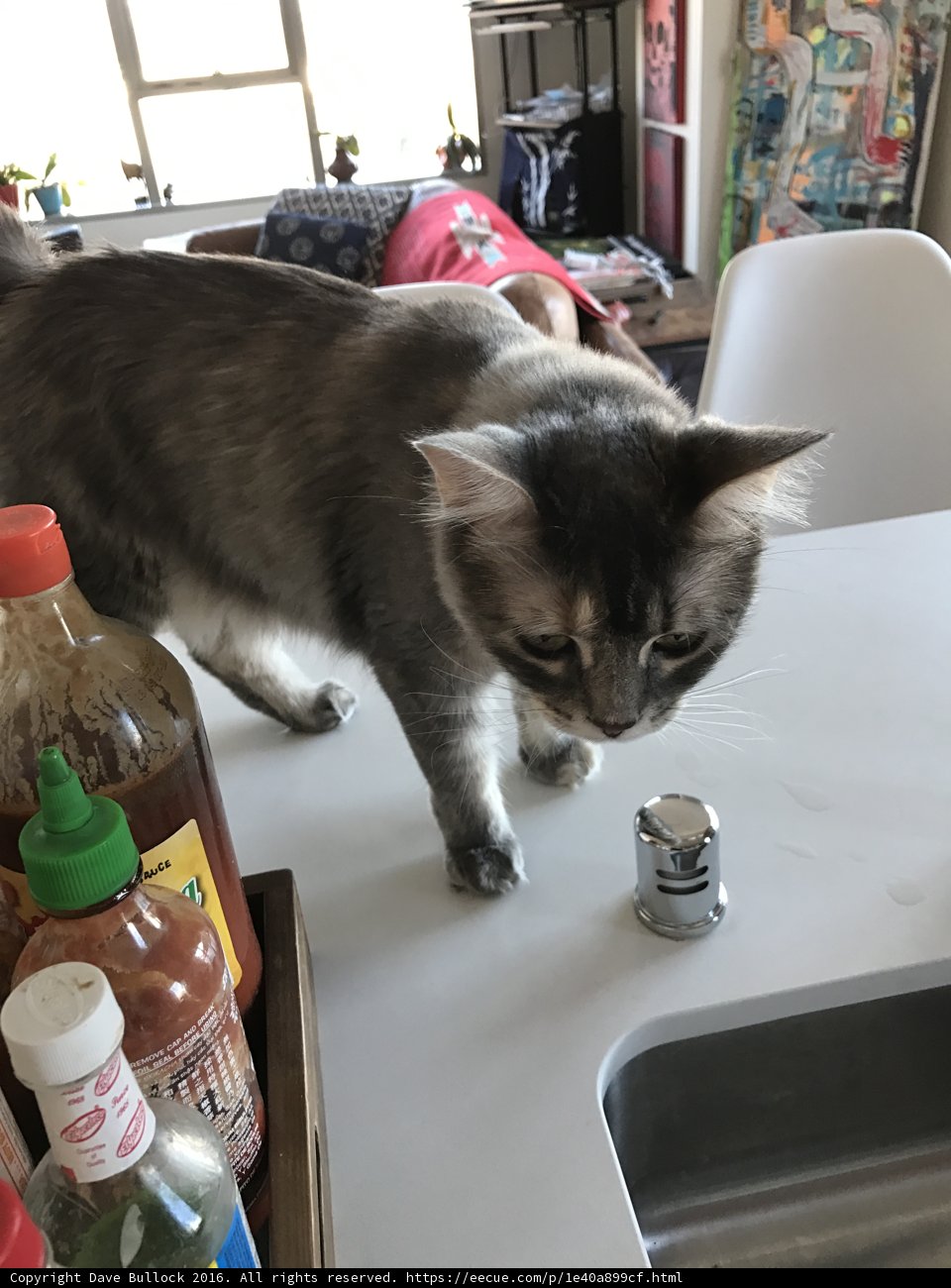 Kitchen Cat