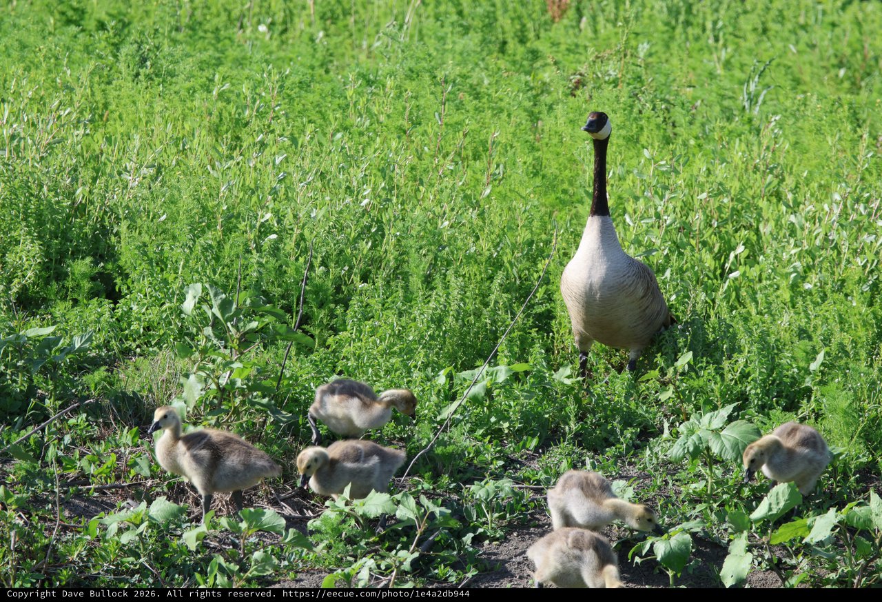 Canada Goose Family Foraging in Green Wetland Grassland