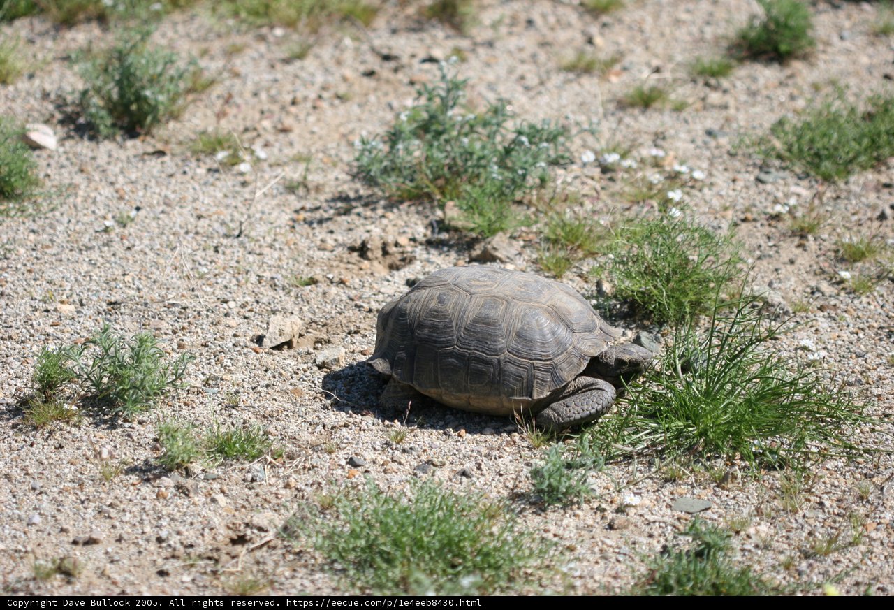Desert Dweller
