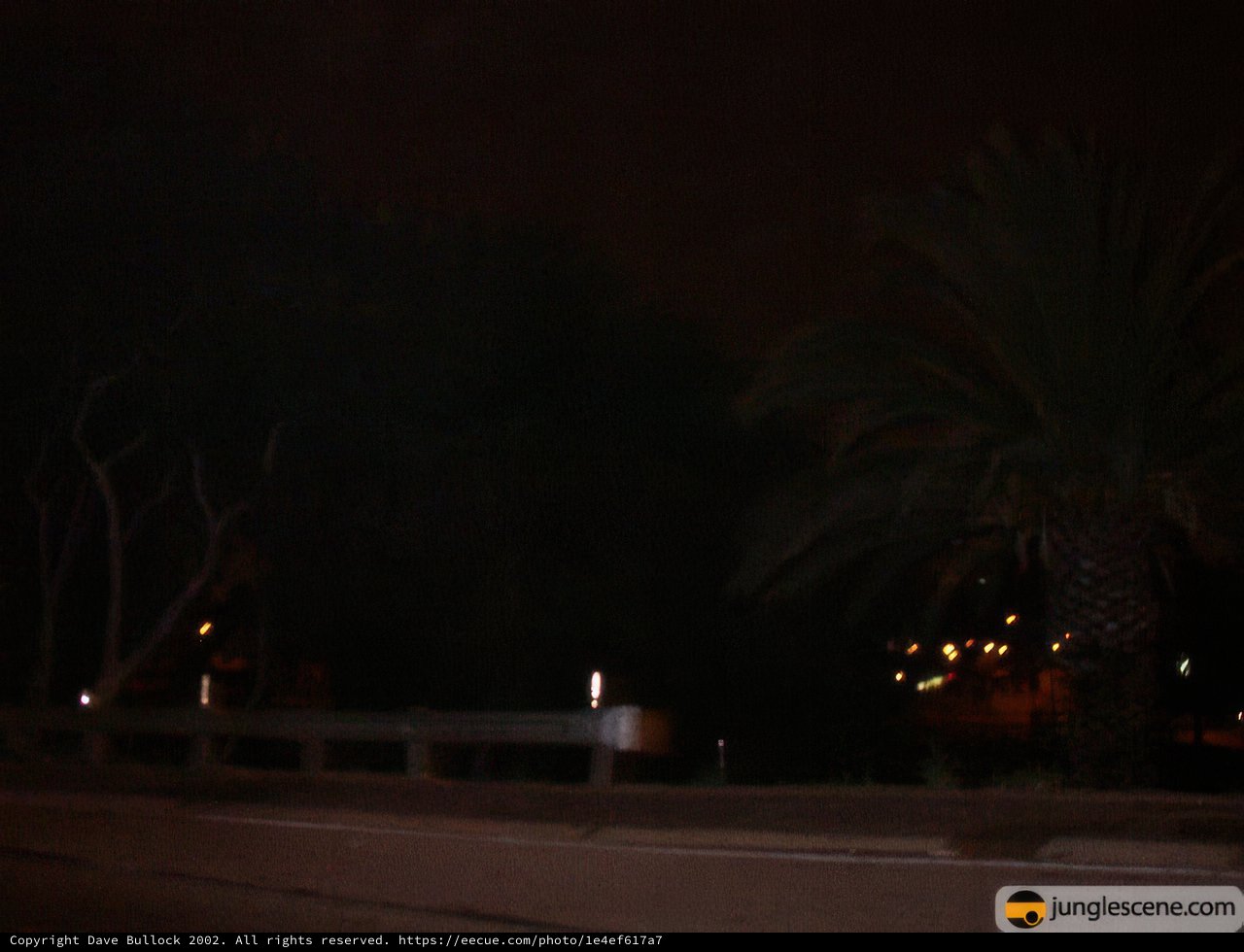 Nighttime Shadows of an Urban Palm Tree