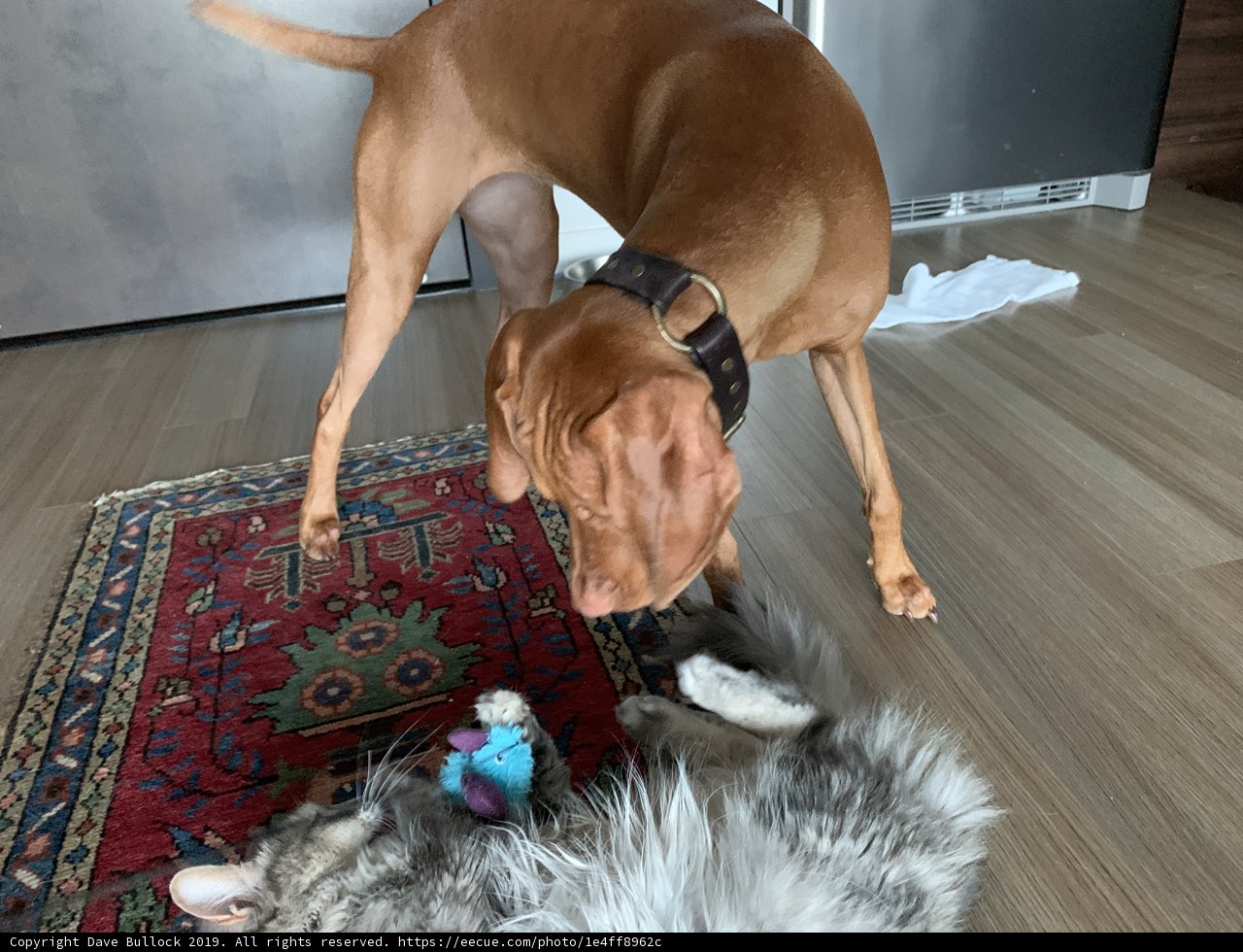 Playtime on Hardwood