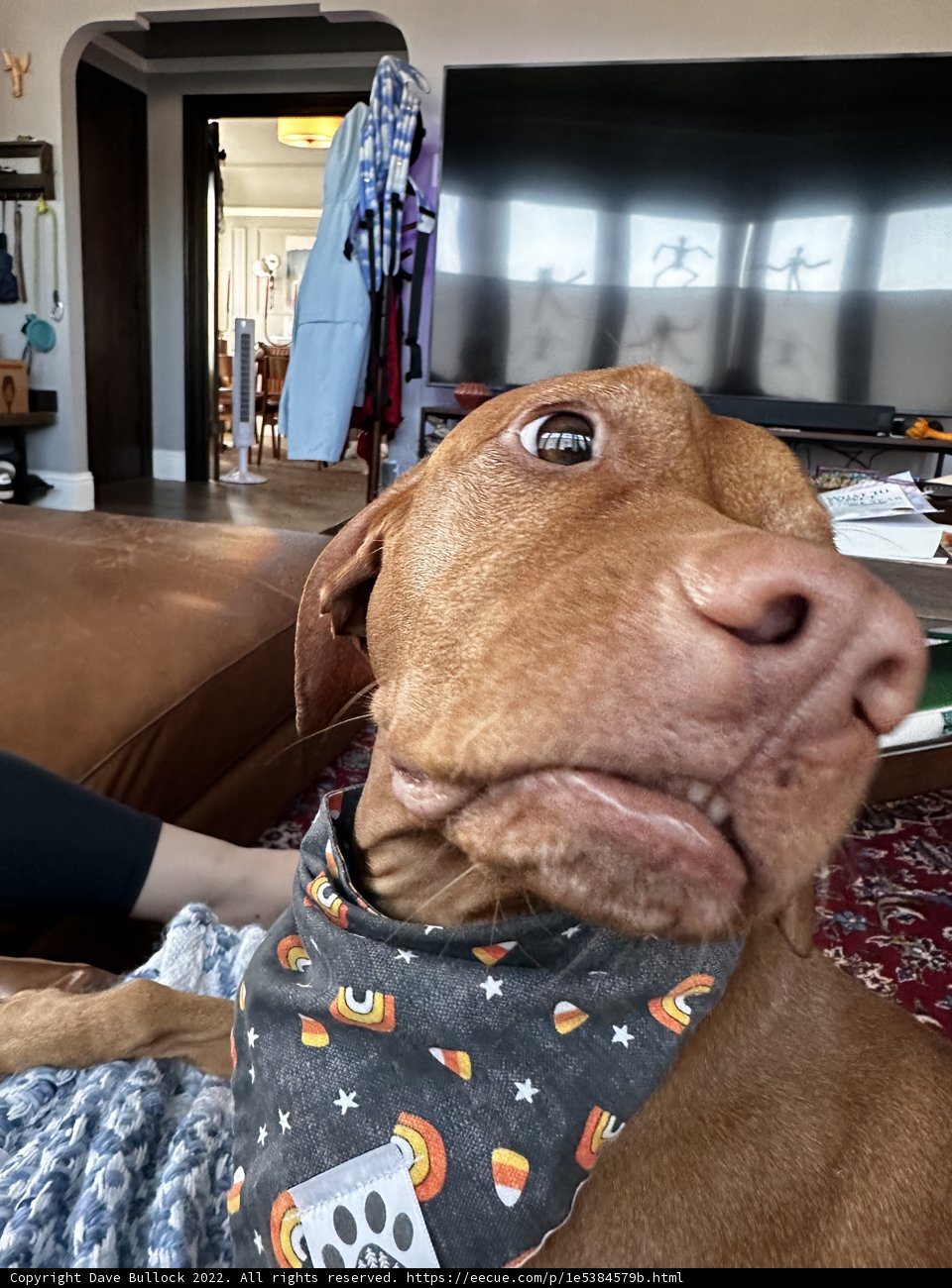 Spooky Vizsla