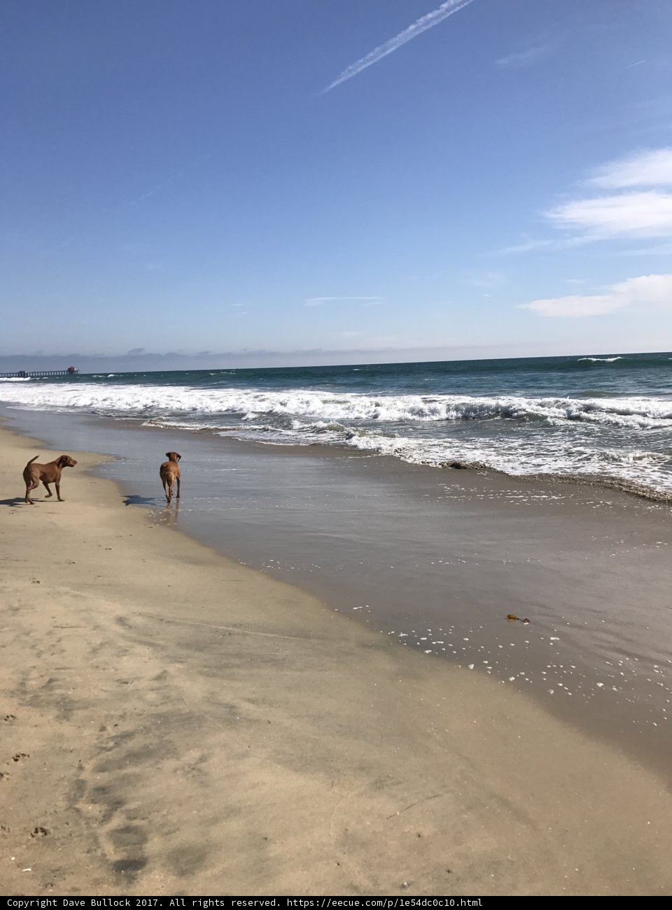 Two Canine Companions Strolling by the Pacific Ocean
