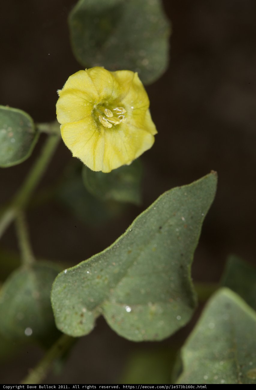 Lone Yellow Flower