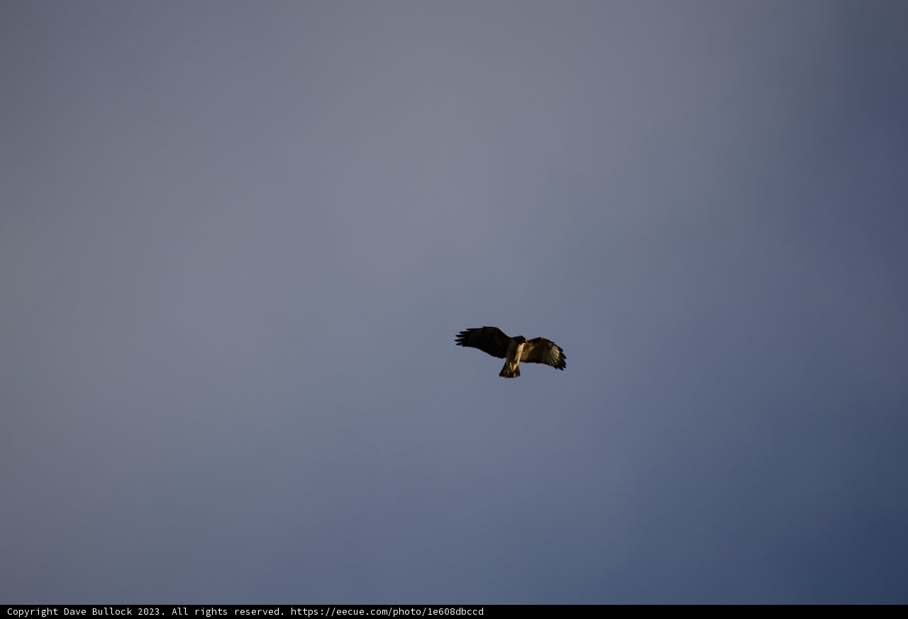Majestic Flight Under Dark Skies