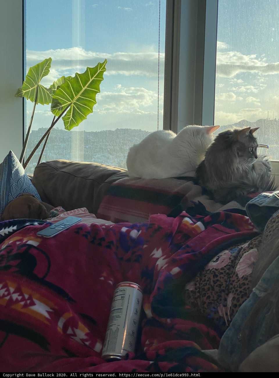 Cozy Cat Nap by the Window