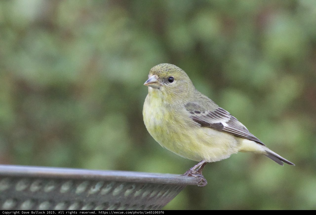 Delicate Perch