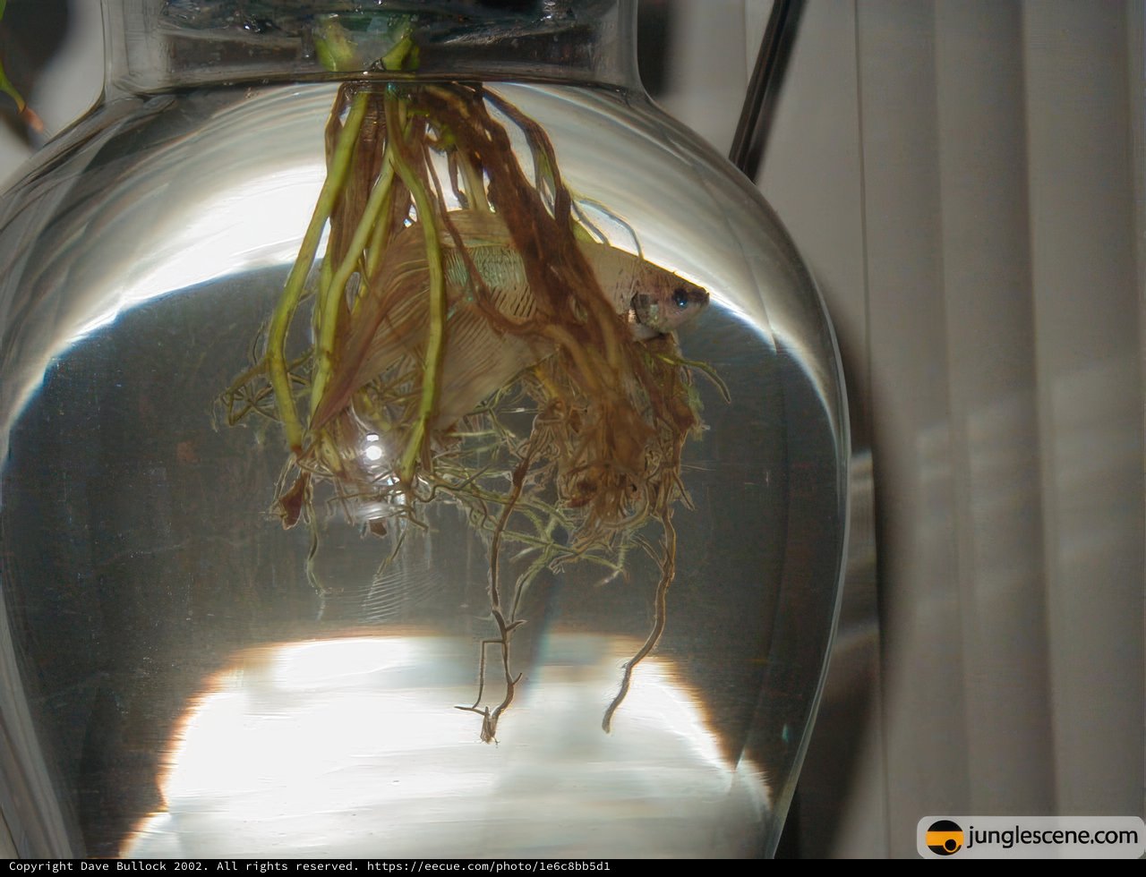 Underwater Oasis in a Pottery Vase