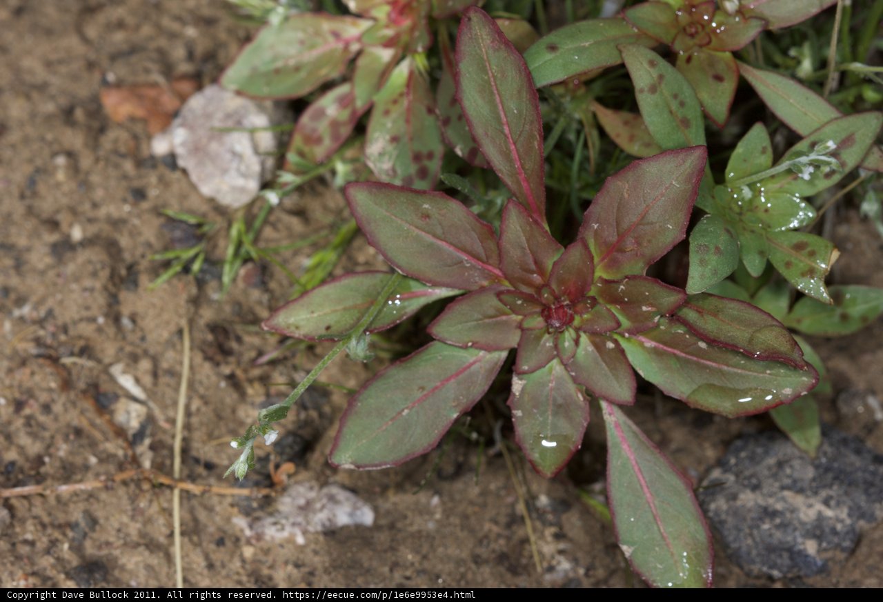 Red and Green Foliage